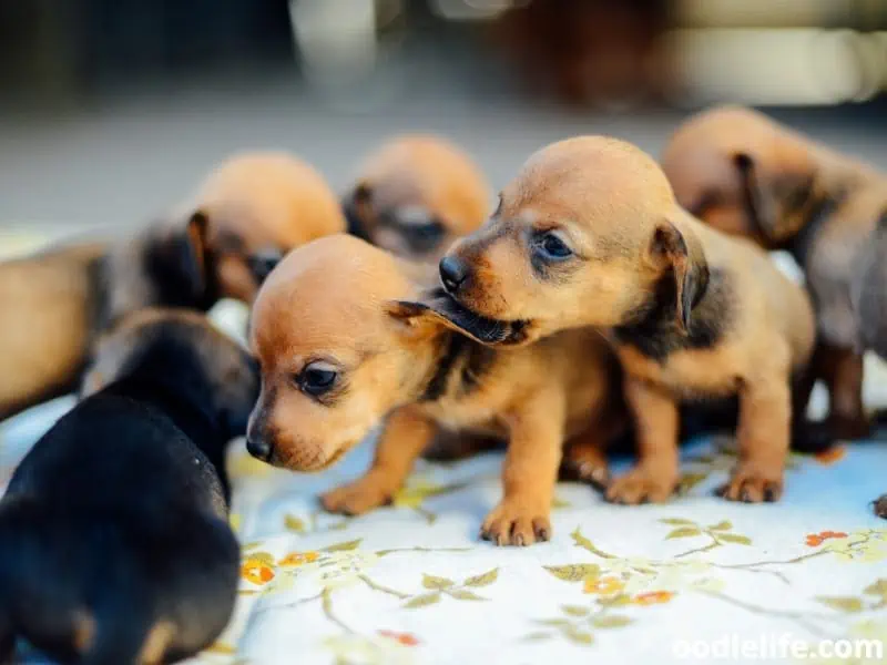 Dachshund puppies stay on a cloth