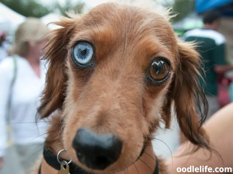 Dachshund with different eye colors