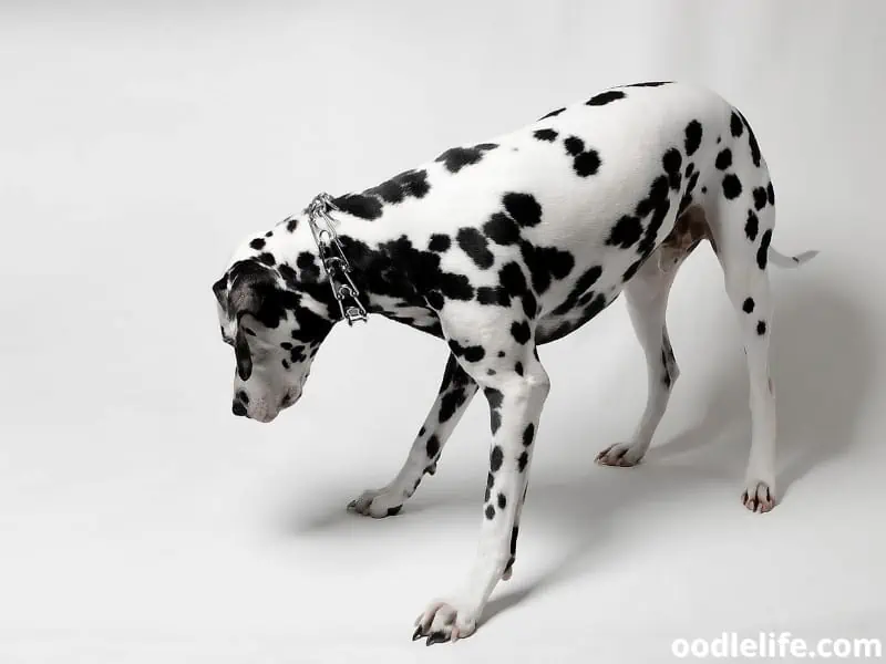 Why Is My Dog Walking With His Head Down