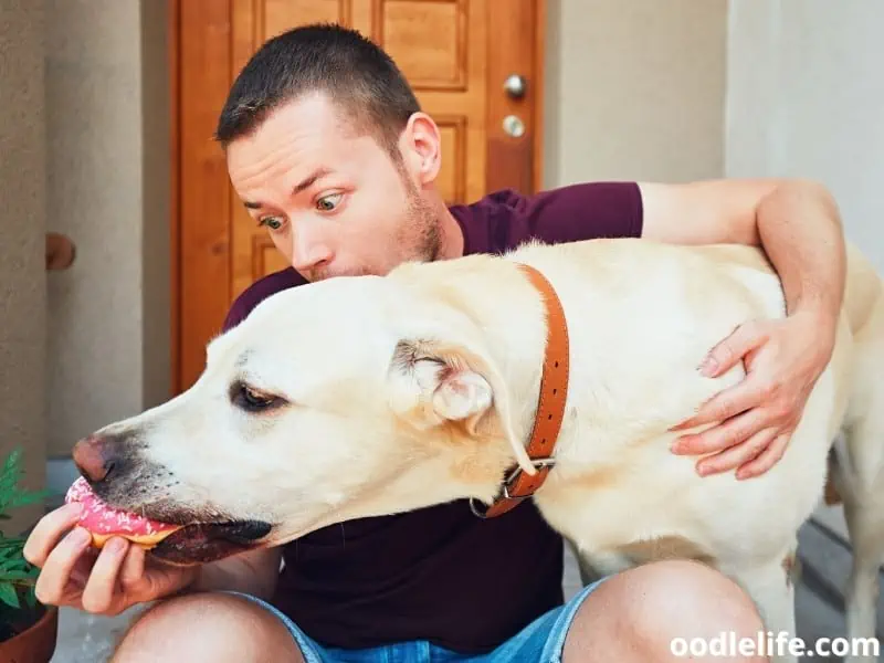 dog bites a donut