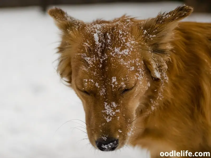 dog bows his head