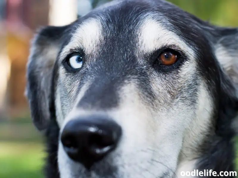 dog close up shot