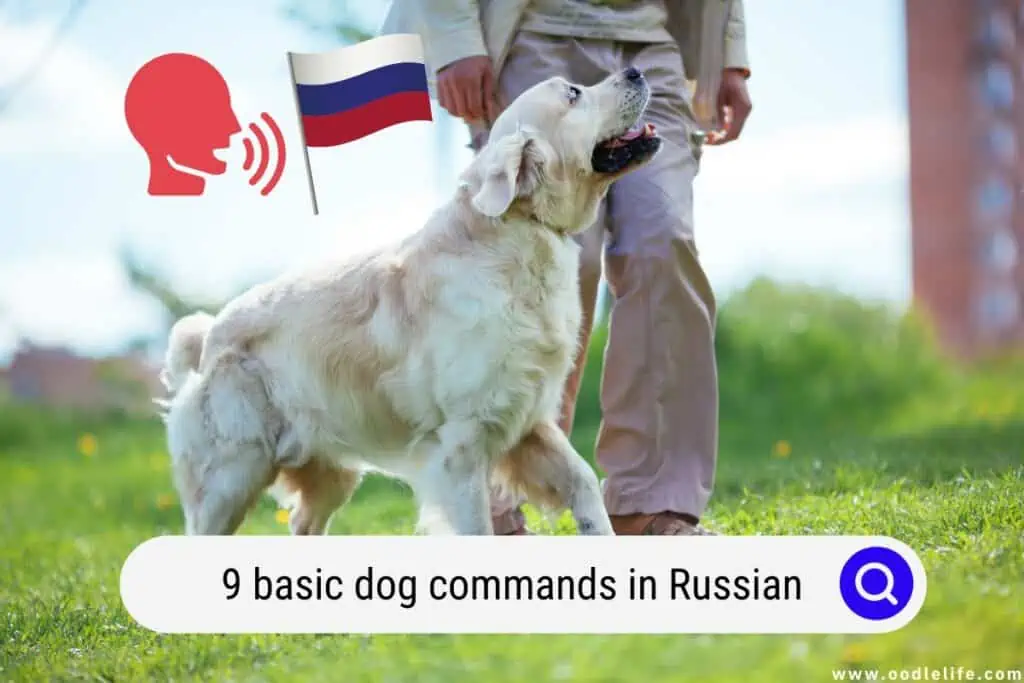 dog commands in Russian