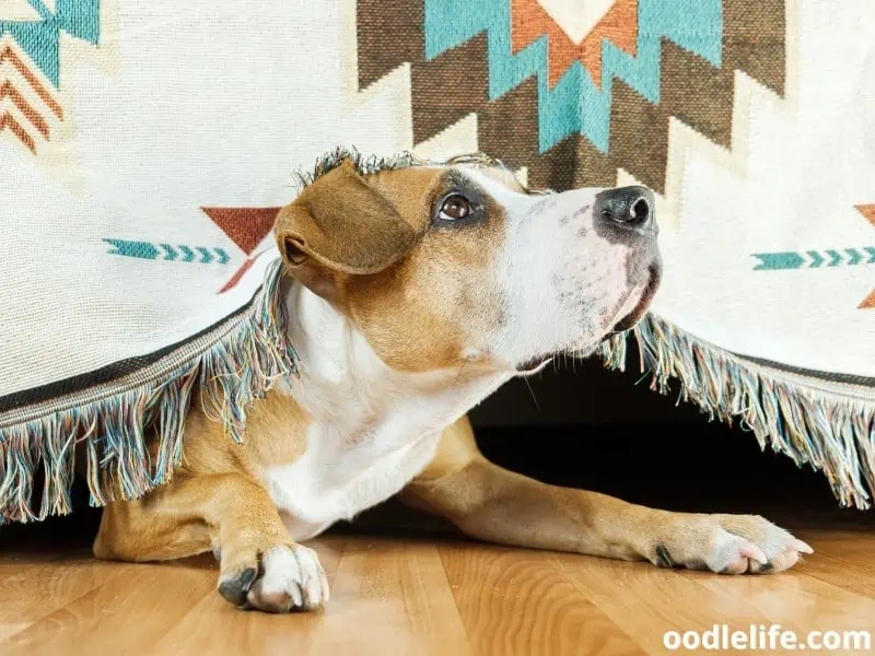 dog hides under the couch