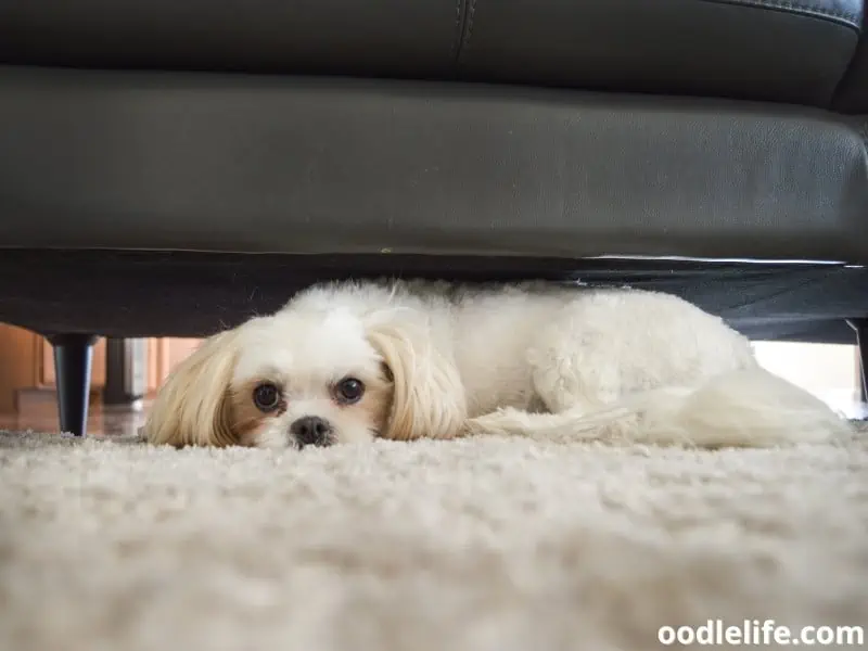dog lies below the sofa