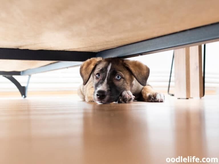 5 Best UndertheBed Blockers For Pets (2023) Plus DIY Oodle Life
