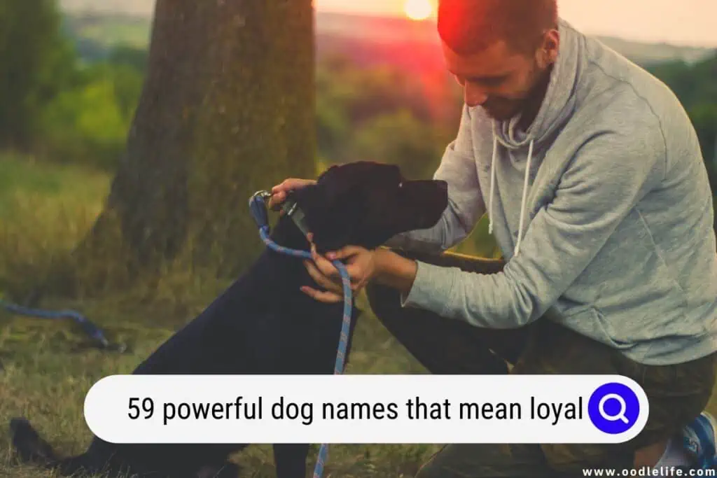 dog names that mean loyal