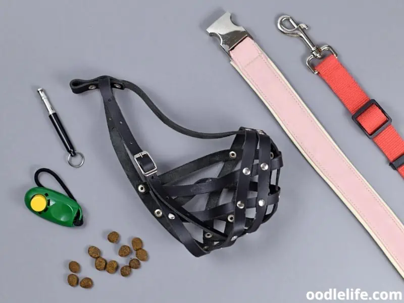 dog training accessories ready