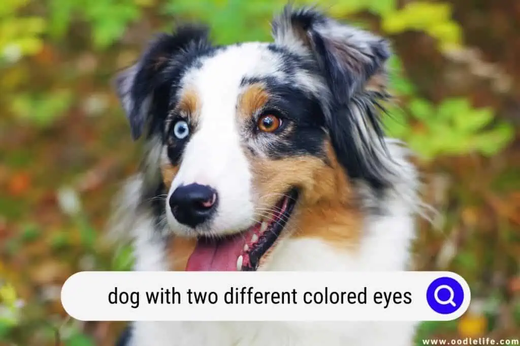 dog with two different colored eyes