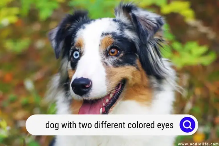 Explained: Dog With Two Different Colored Eyes [With Photos!]