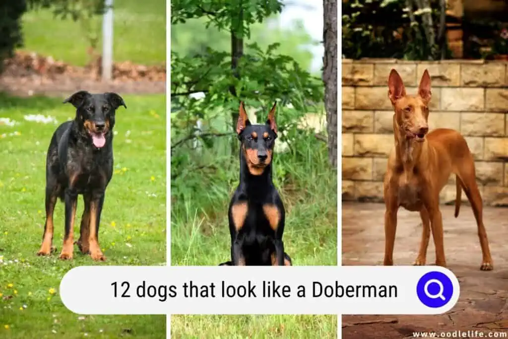 what breeds were usedto make up the doberman