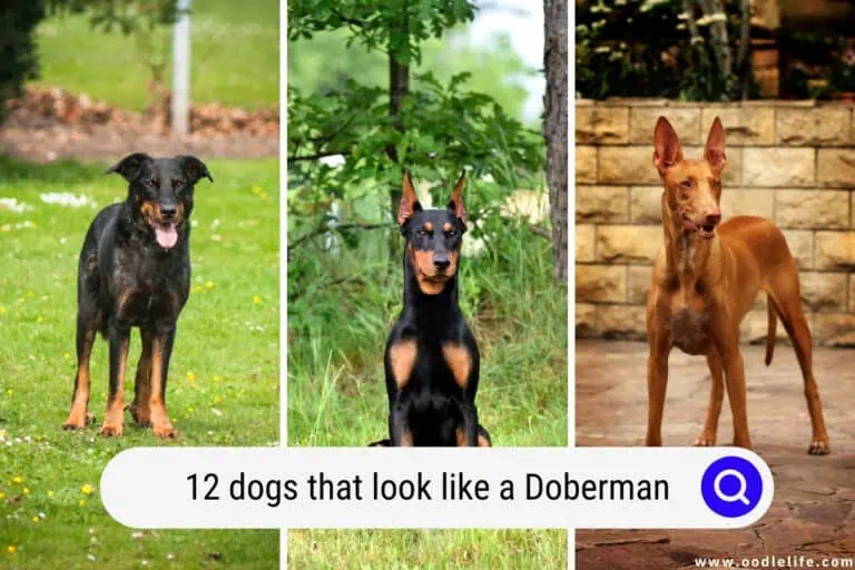 12 Dogs That Look Like a Doberman (+ Photos!)
