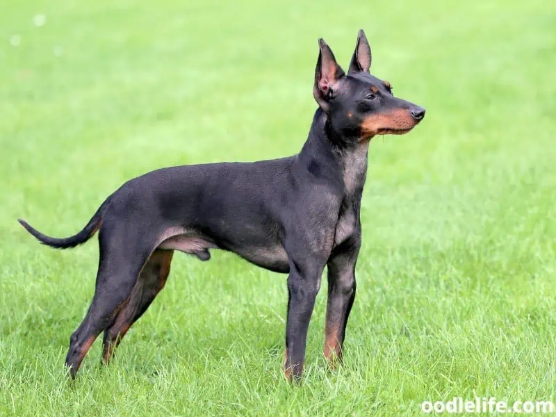 English Toy Terrier stands