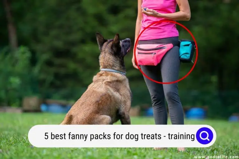 5 Best Fanny Packs for Dog Treats (Training)