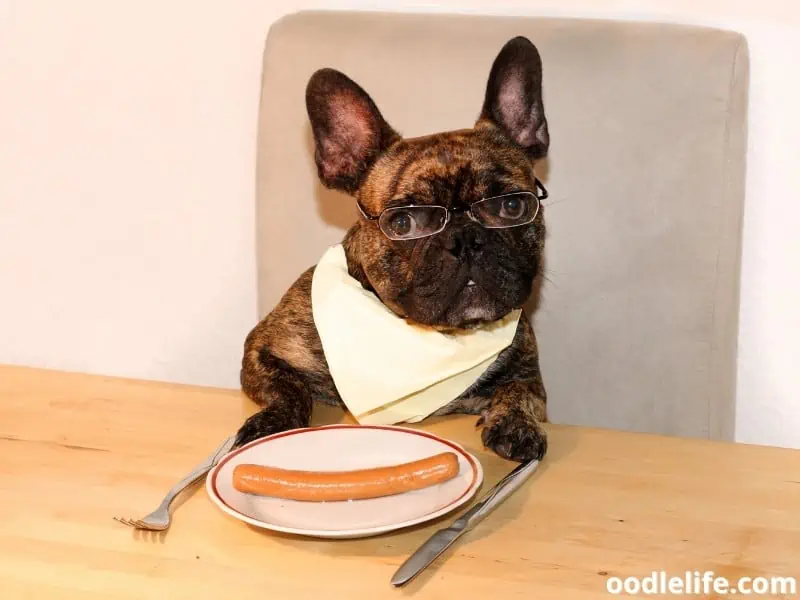 French Bulldog eats unhealthy food