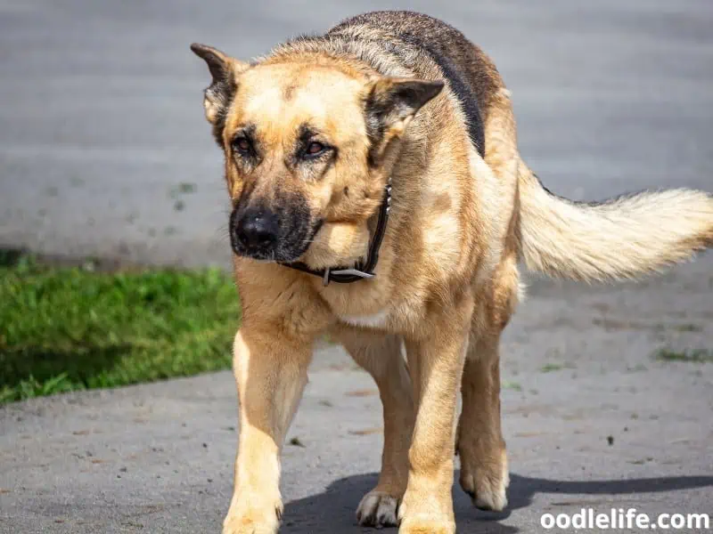 German Shepherd approaches owner