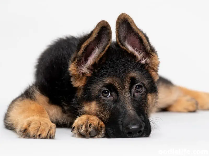German Shepherd takes a rest