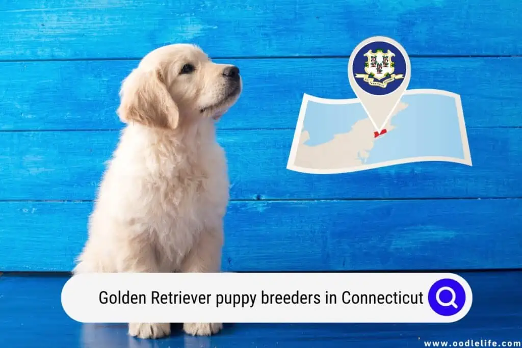 Golden Retriever puppy breeders in Connecticut