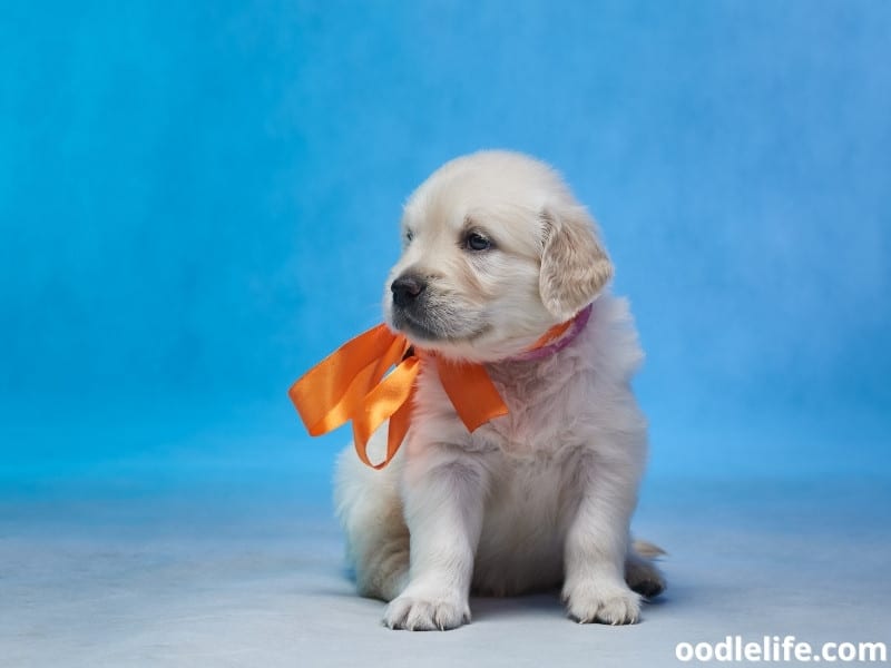 Golden Retriever puppy with a ribbon