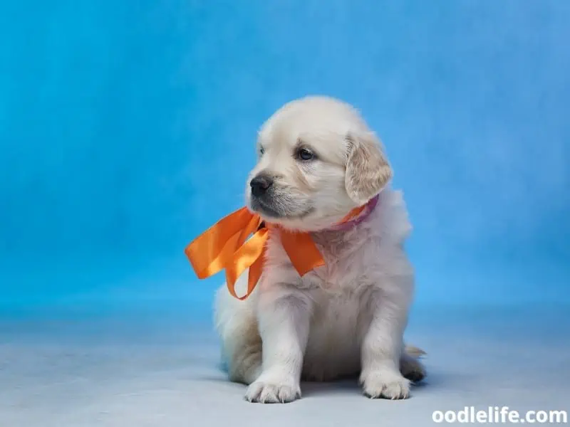 Golden Retriever puppy with a ribbon