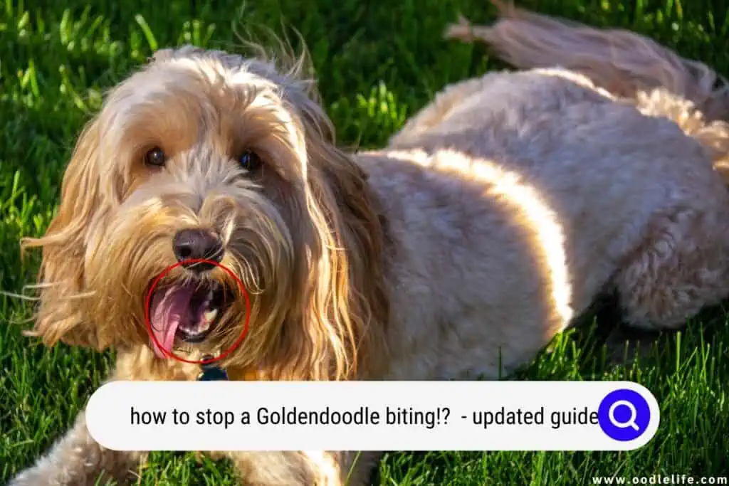 Goldendoodle biting