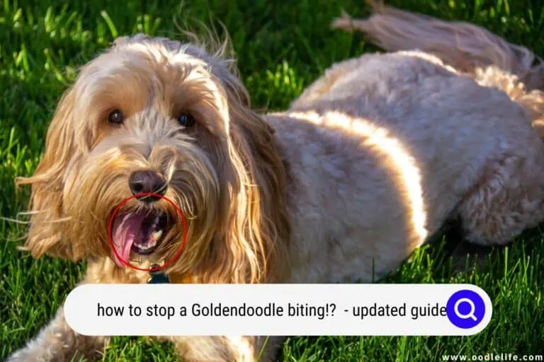 How To Stop a Goldendoodle Biting?! (Updated Guide 2026)