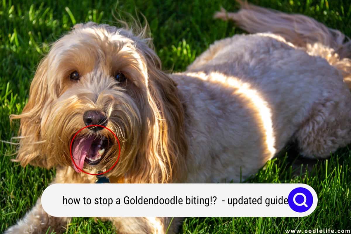 How To Stop A Goldendoodle Biting?! (Updated Guide 2024) OodleLife®