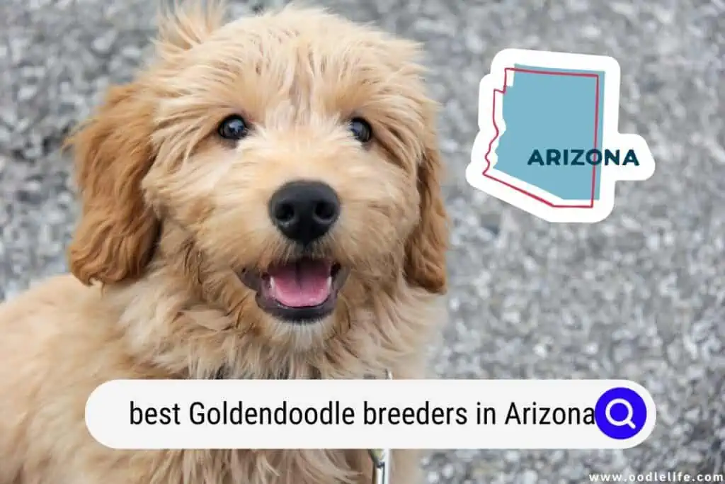 Goldendoodle breeders in Arizona
