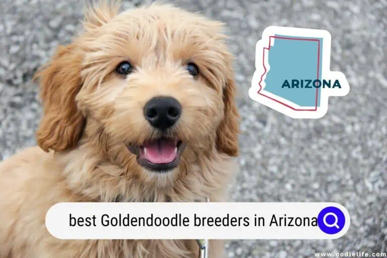 Best Goldendoodle Breeders In Arizona (2025 Update)