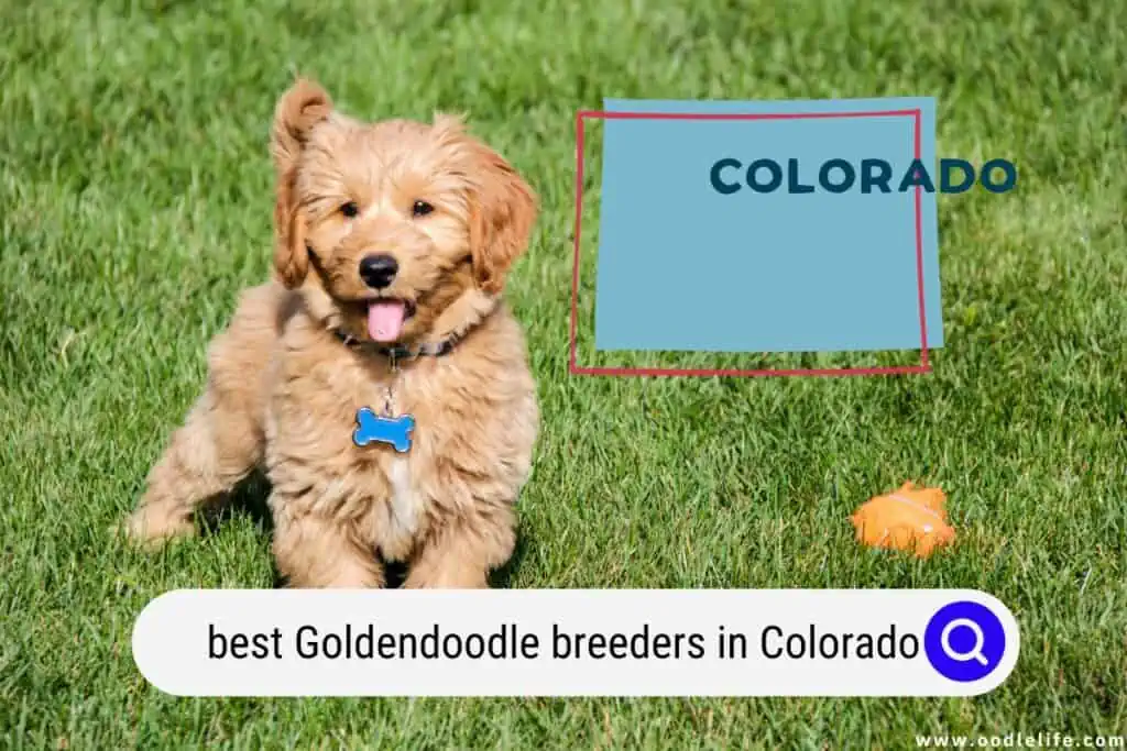 Goldendoodle breeders in Colorado