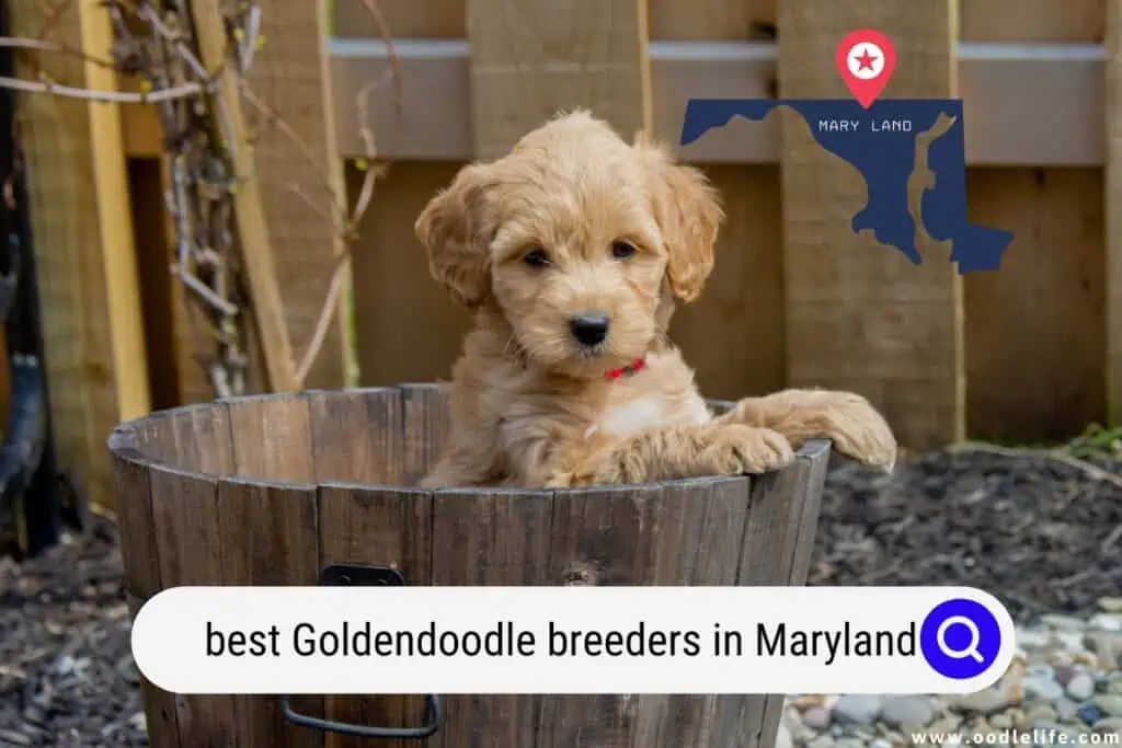 Goldendoodle breeders in Maryland