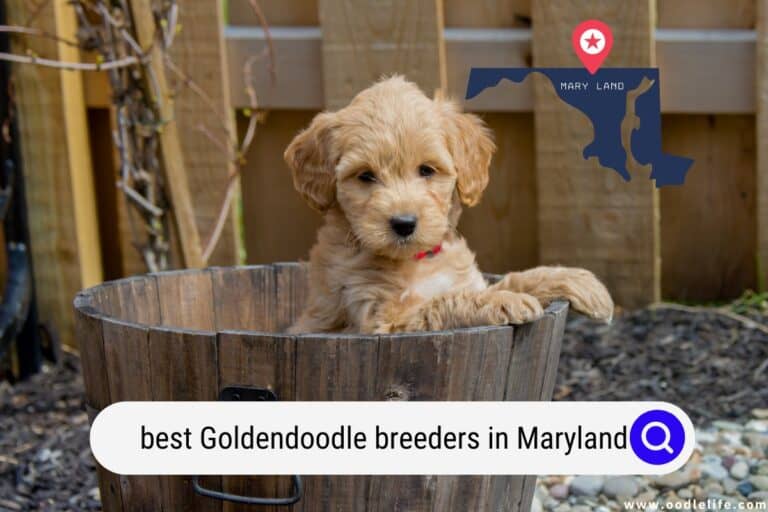 Best Goldendoodle Breeders in Maryland (2024 Update)
