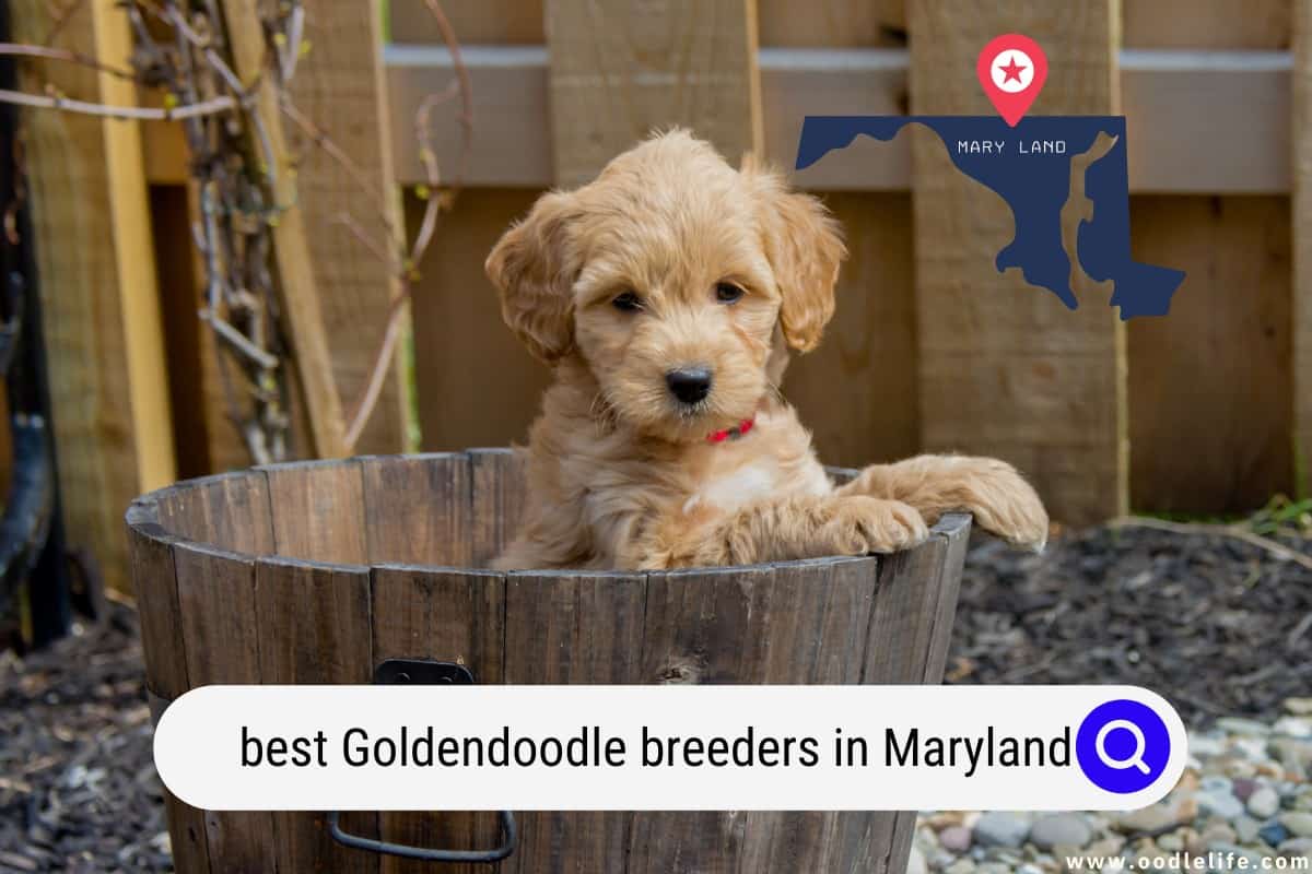 Best Goldendoodle Breeders In Maryland (2024 Update) Oodle Life