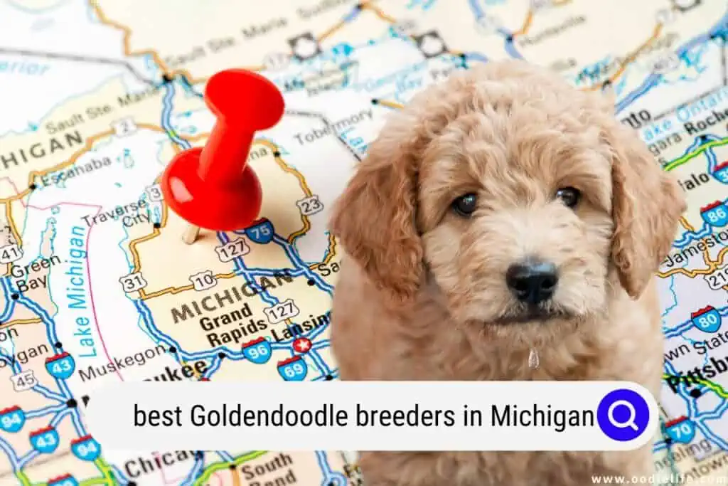 Goldendoodle breeders in Michigan
