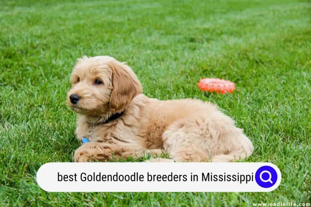 Goldendoodle breeders in Mississippi