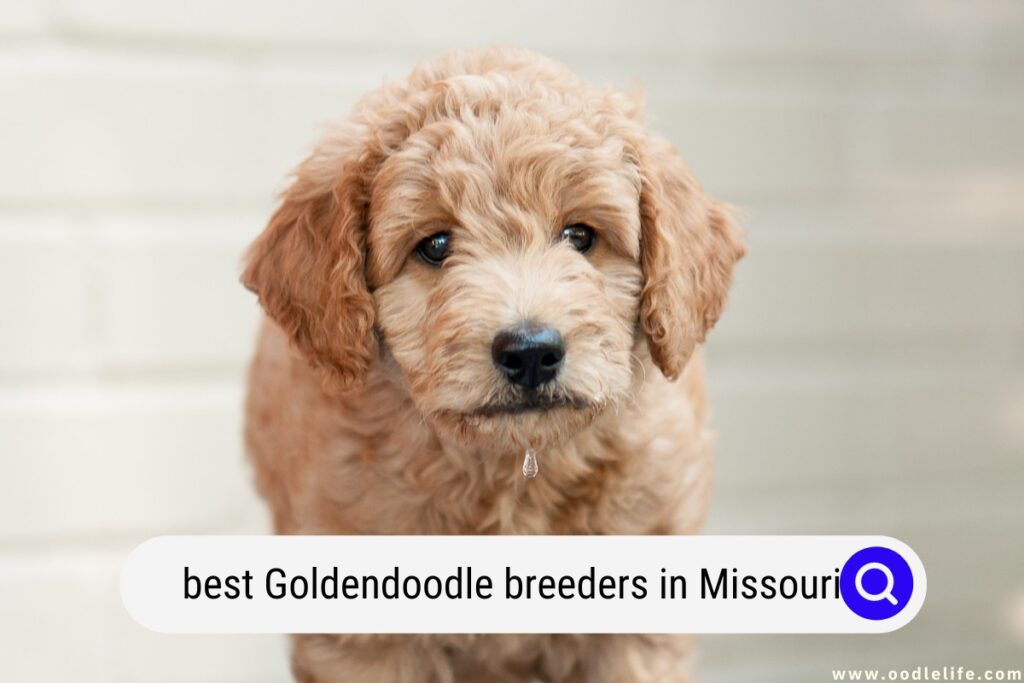 Goldendoodle breeders in Missouri