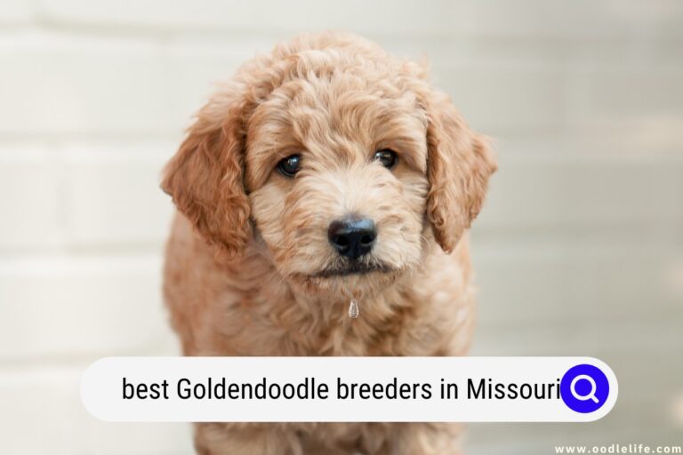 Best Goldendoodle Breeders In Missouri (2024 Update)