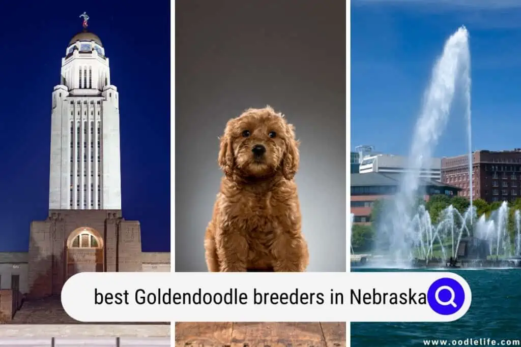 Goldendoodle breeders in Nebraska