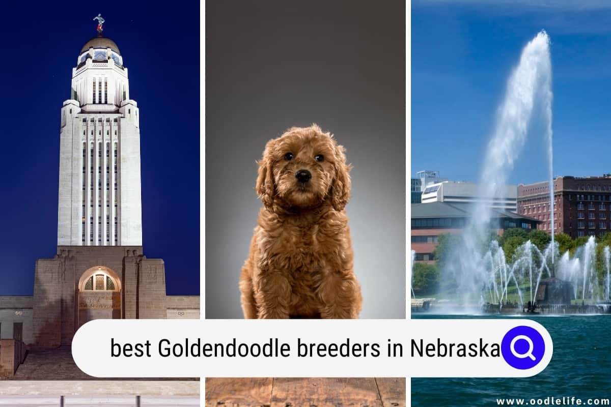 Best Goldendoodle Breeders In Nebraska (2024 Update) Oodle Life