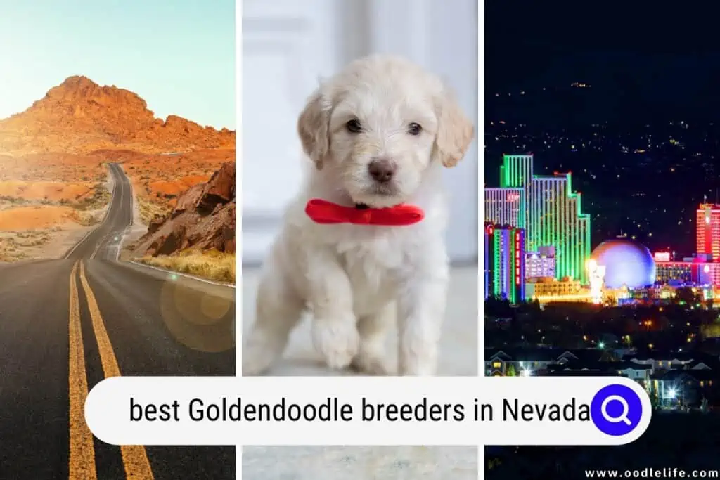 Goldendoodle breeders in Nevada