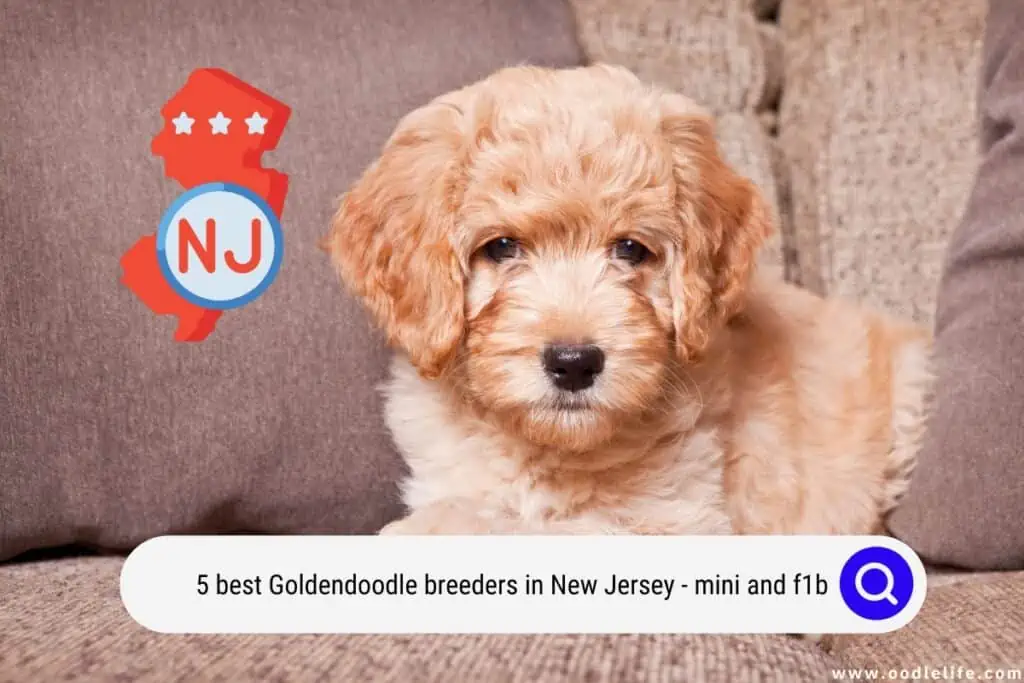 Goldendoodle Breeders in New Jersey