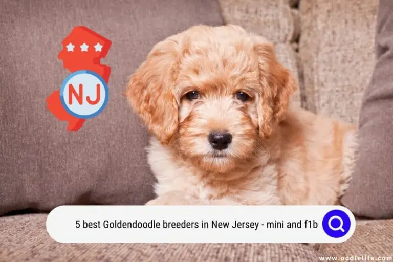 5 Best Goldendoodle Breeders In New Jersey (Mini and F1b)