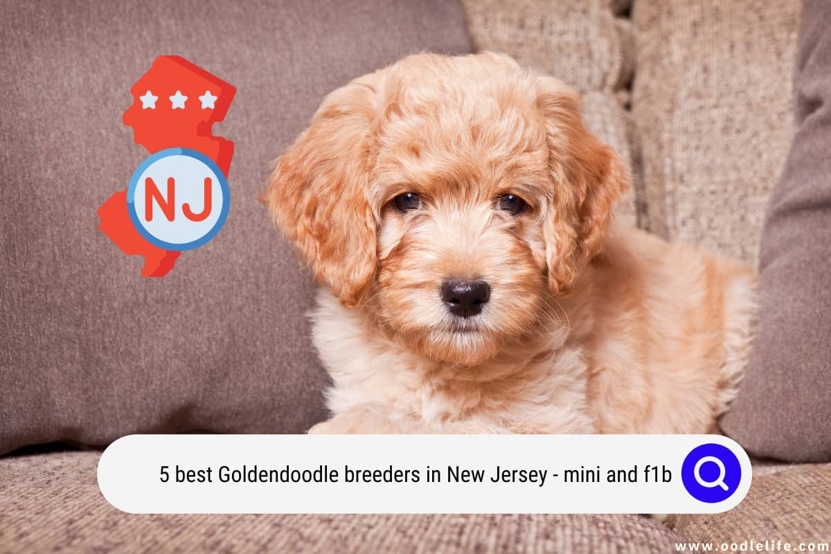 5 Best Goldendoodle Breeders In New Jersey (Mini And F1b) Oodle Life