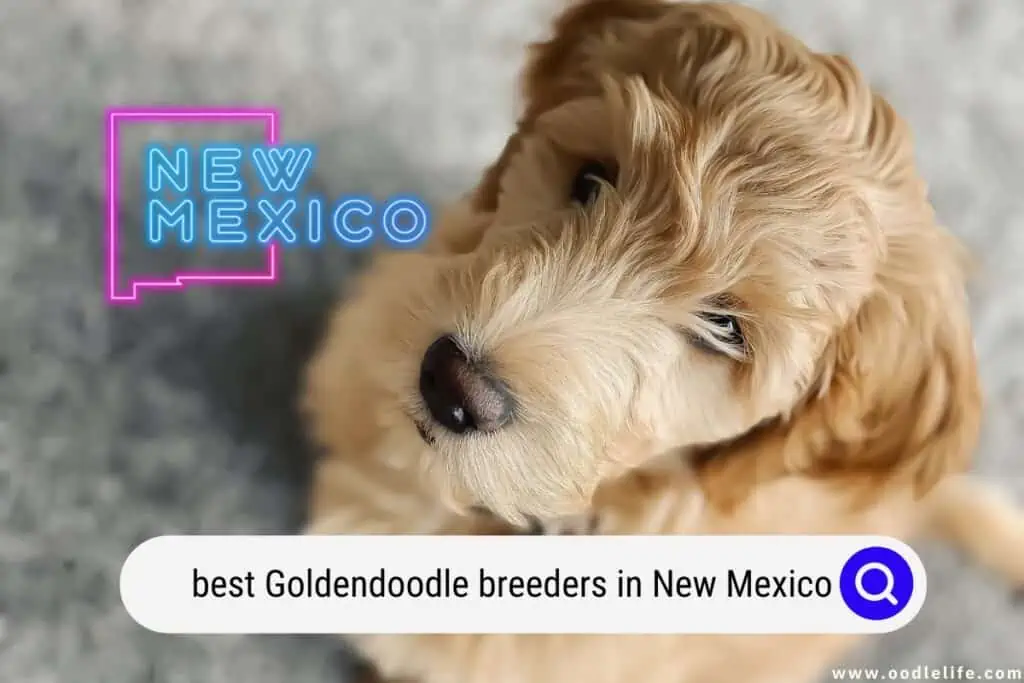 Goldendoodle breeders in New Mexico
