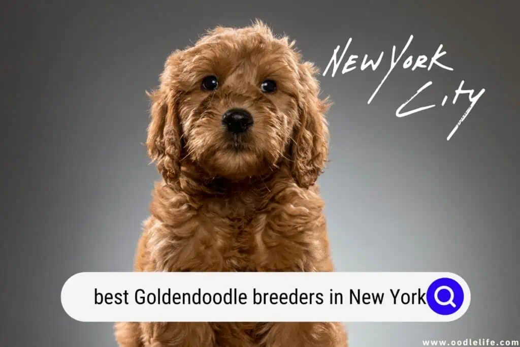 Goldendoodle breeders in New York