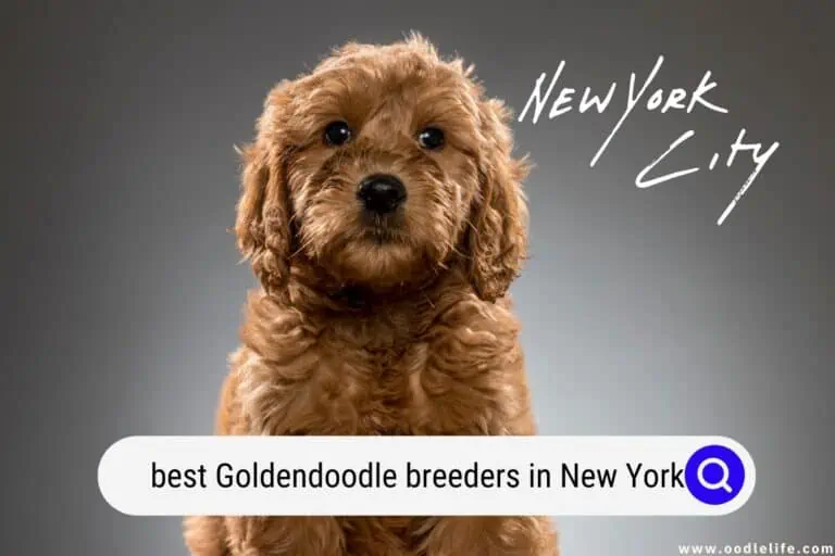 9 Best Goldendoodle Breeders in New York State (2023)