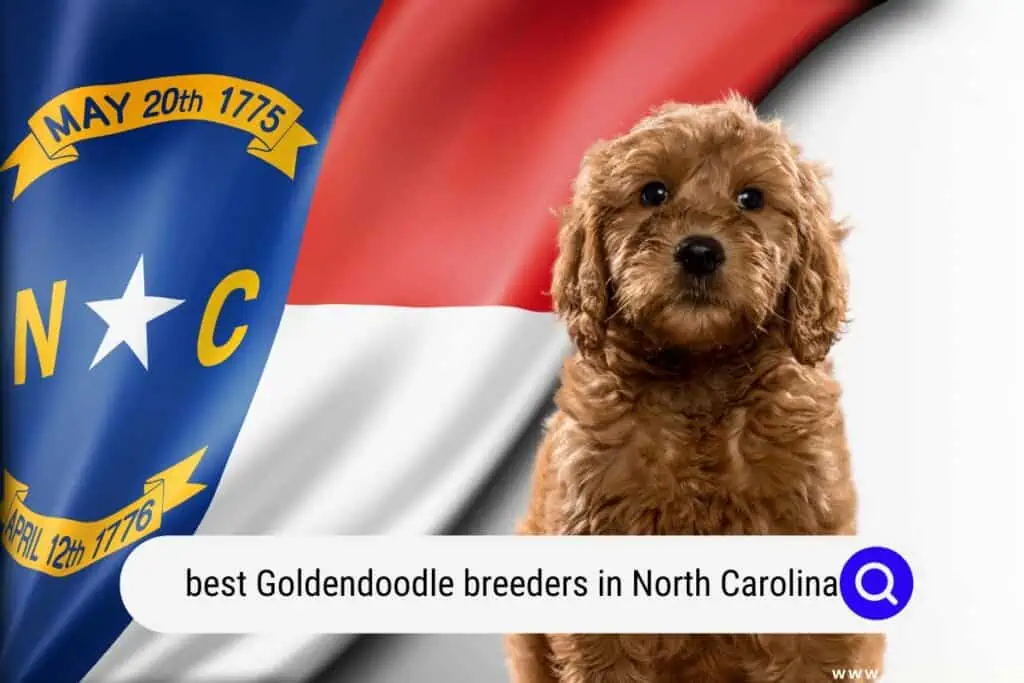 Goldendoodle breeders in North Carolina
