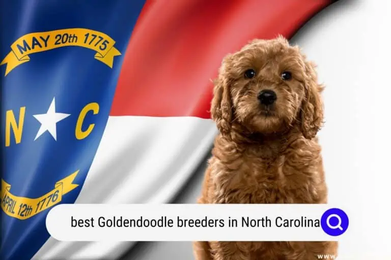 Best Goldendoodle Breeders in North Carolina (2023 Update)