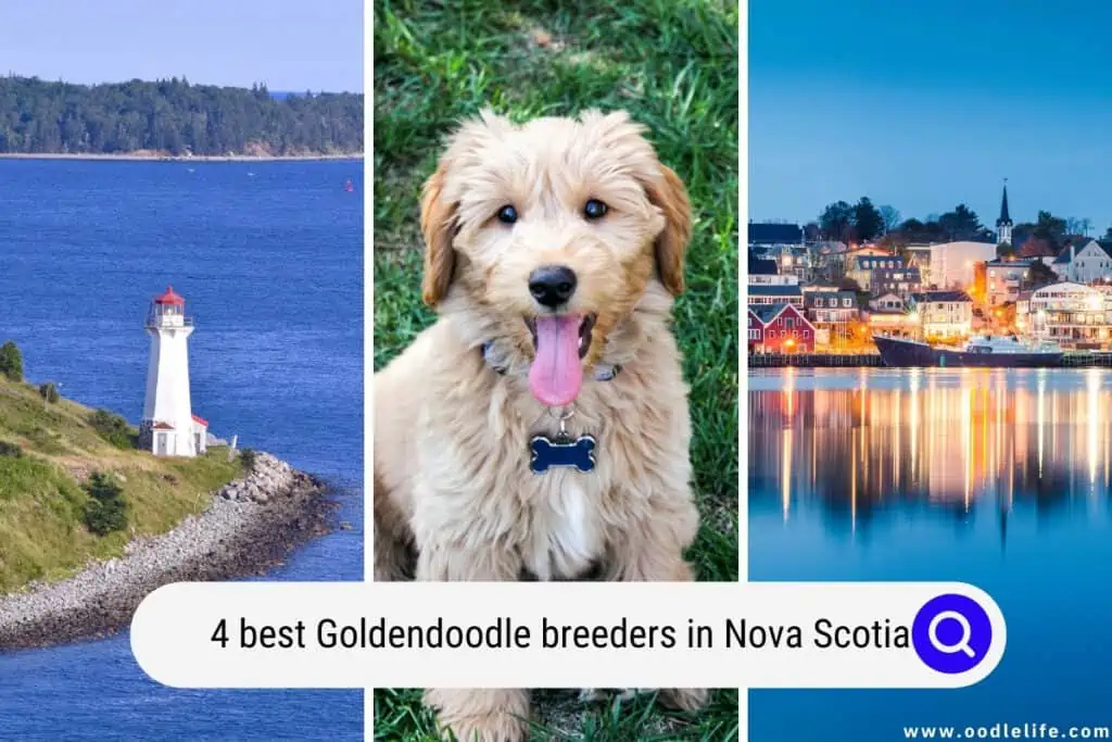 Goldendoodle breeders in Nova Scotia