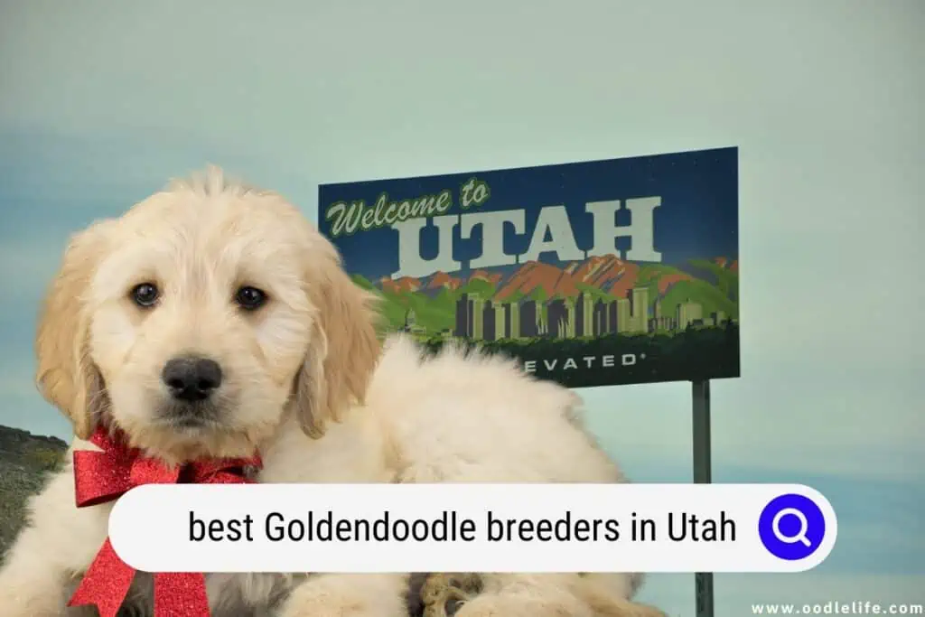 Goldendoodle breeders in Utah